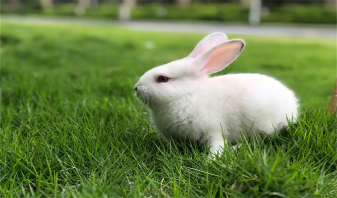 为什么说五月的兔不好 属兔农历5月出生的人命运如何